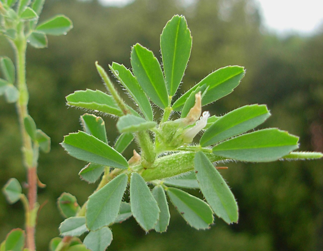 Trigonella gladiata M. Bieb./Fieno greco selvatico